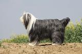 BEARDED COLLIE 167